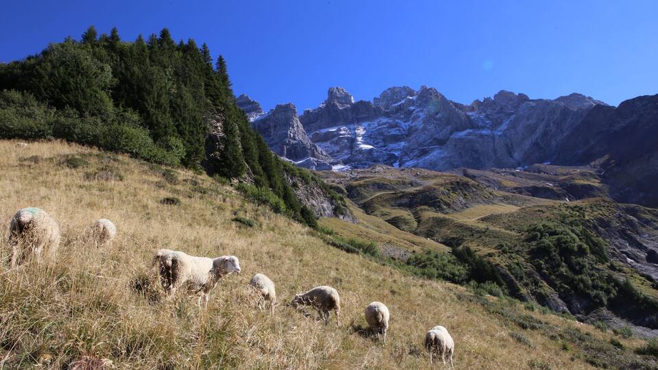 A mountainous landscape with grazing sheep, snow-capped peaks, and dense forests.