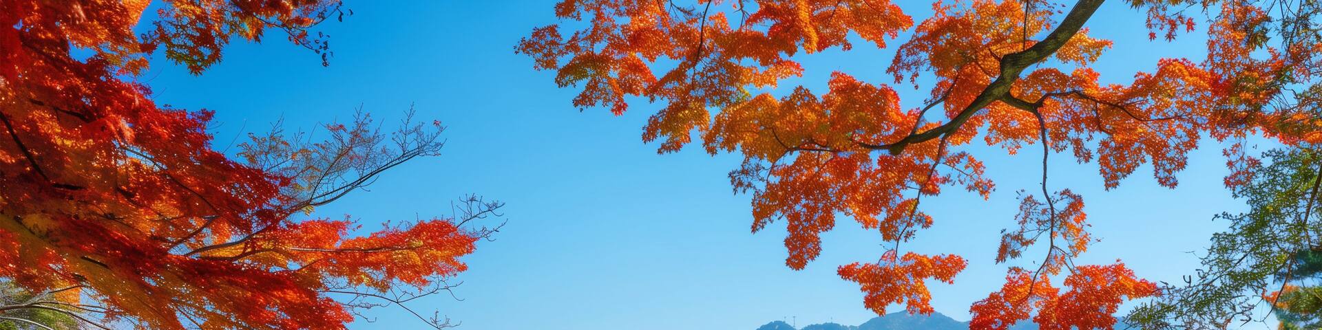 紅葉した日本の秋 海にある鳥居