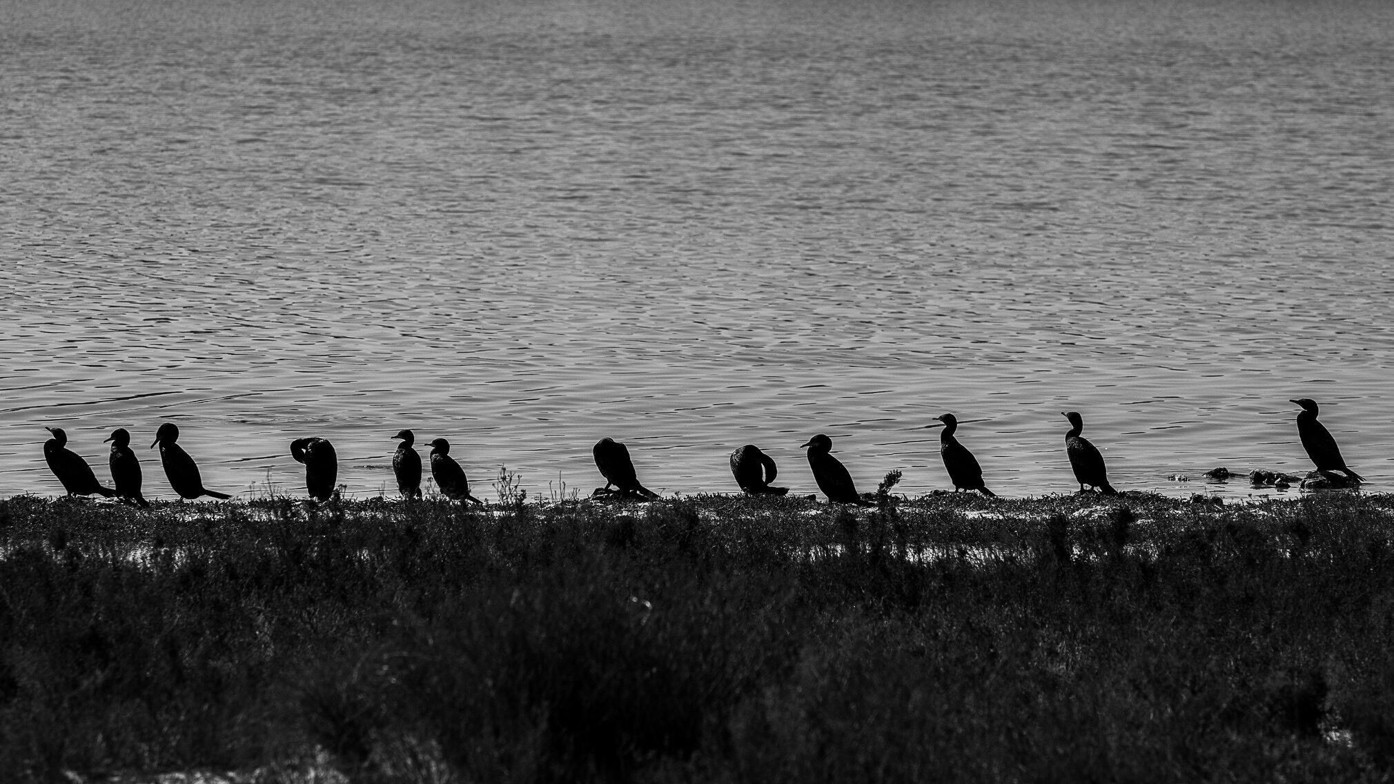 Little Black Cormorants all lined up at Lake Thetis near Cervantes. The lake itself is rather unique as it has living thrombolites. #Nature