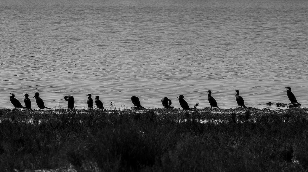 Little Black Cormorants all lined up at Lake Thetis near Cervantes. The lake itself is rather unique as it has living thrombolites. #Nature