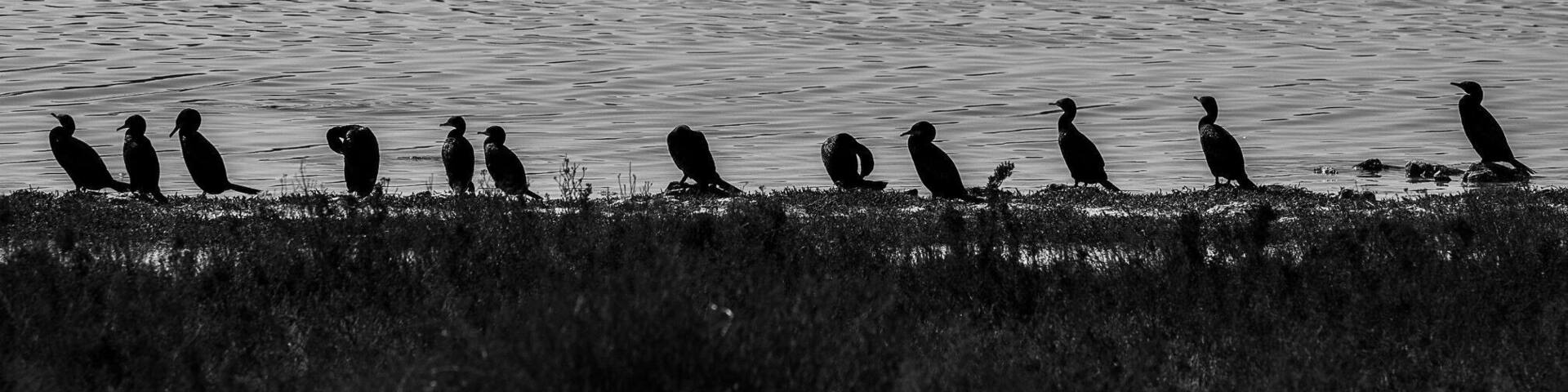 Little Black Cormorants all lined up at Lake Thetis near Cervantes. The lake itself is rather unique as it has living thrombolites. #Nature