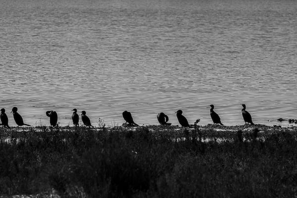 Little Black Cormorants all lined up at Lake Thetis near Cervantes. The lake itself is rather unique as it has living thrombolites. #Nature