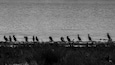 Little Black Cormorants all lined up at Lake Thetis near Cervantes. The lake itself is rather unique as it has living thrombolites. #Nature