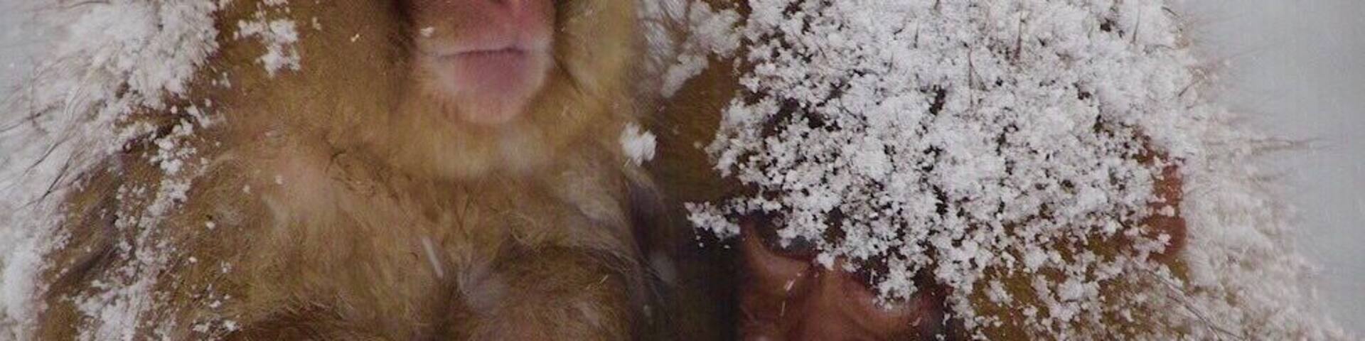 The snow monkeys of jigokudani, in yamaguochi, Japan