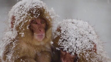 The snow monkeys of jigokudani, in yamaguochi, Japan