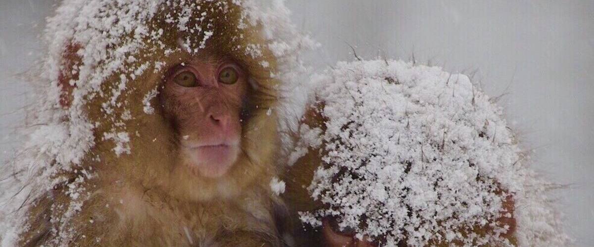 Two snow-covered monkeys sitting in the snow.