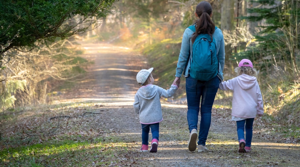 Hiking in the woods. Mother with daughters walking on a path in a sunny forest. Sweden