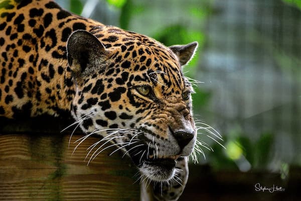 This is a nice zoo that you can enjoy in a few hours. You can even kayak around part of it for a small fee.