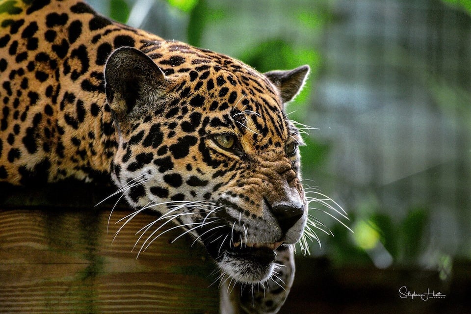 Nahaufnahme des Gesichts eines Jaguars mit markanter, gefleckter Fellzeichnung.