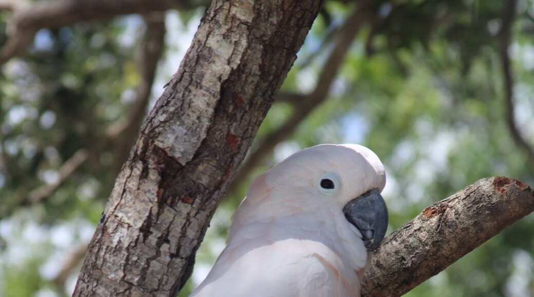 I'm never thrilled about the admission price at Brevard Zoo (it's $19.95 a person for a small zoo) but it does have beautiful birds.