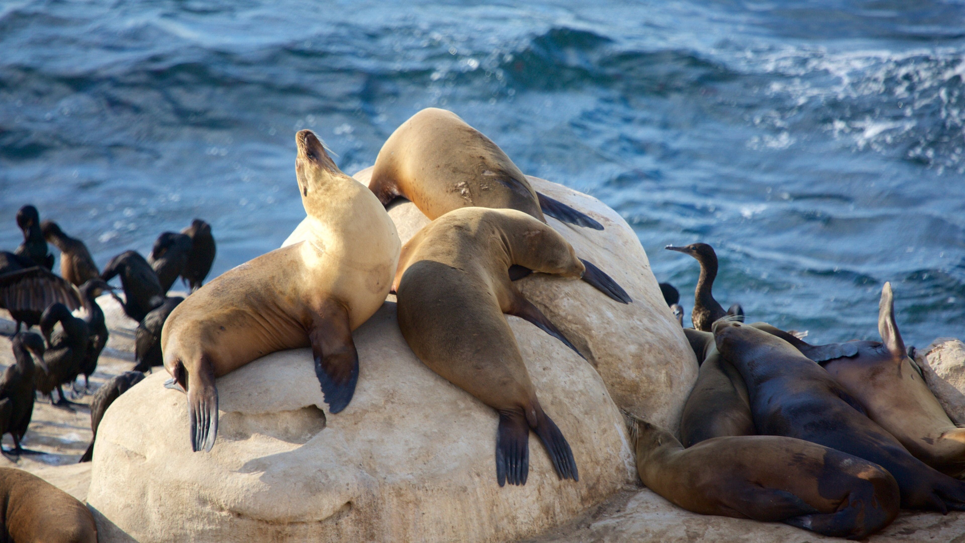 La Jolla Cove which includes dangerous animals