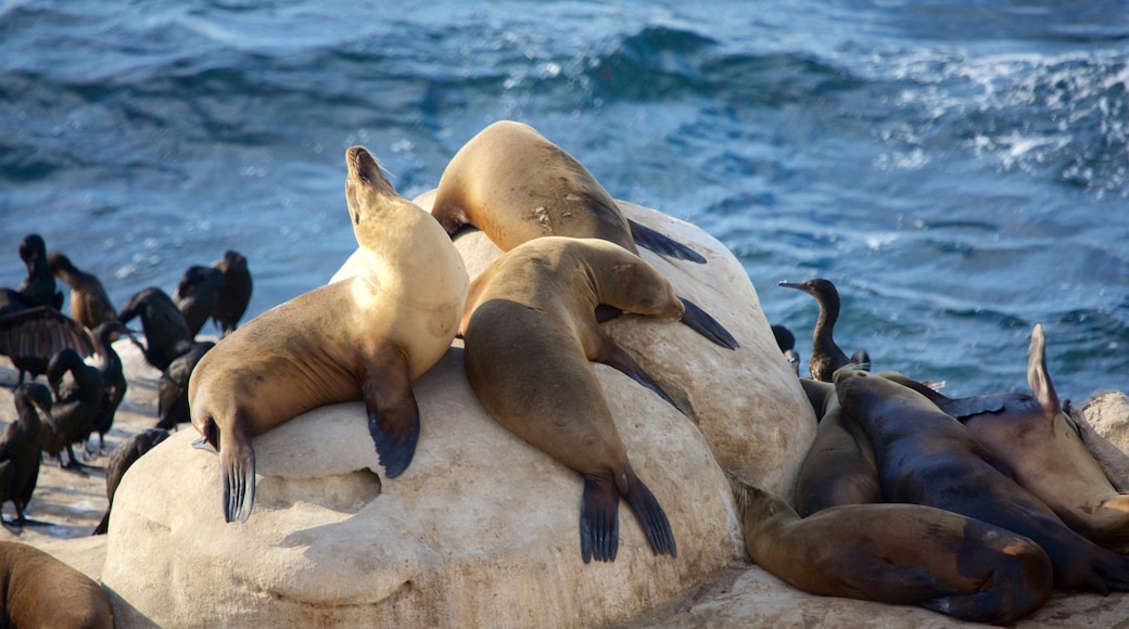 La Jolla Cove which includes dangerous animals