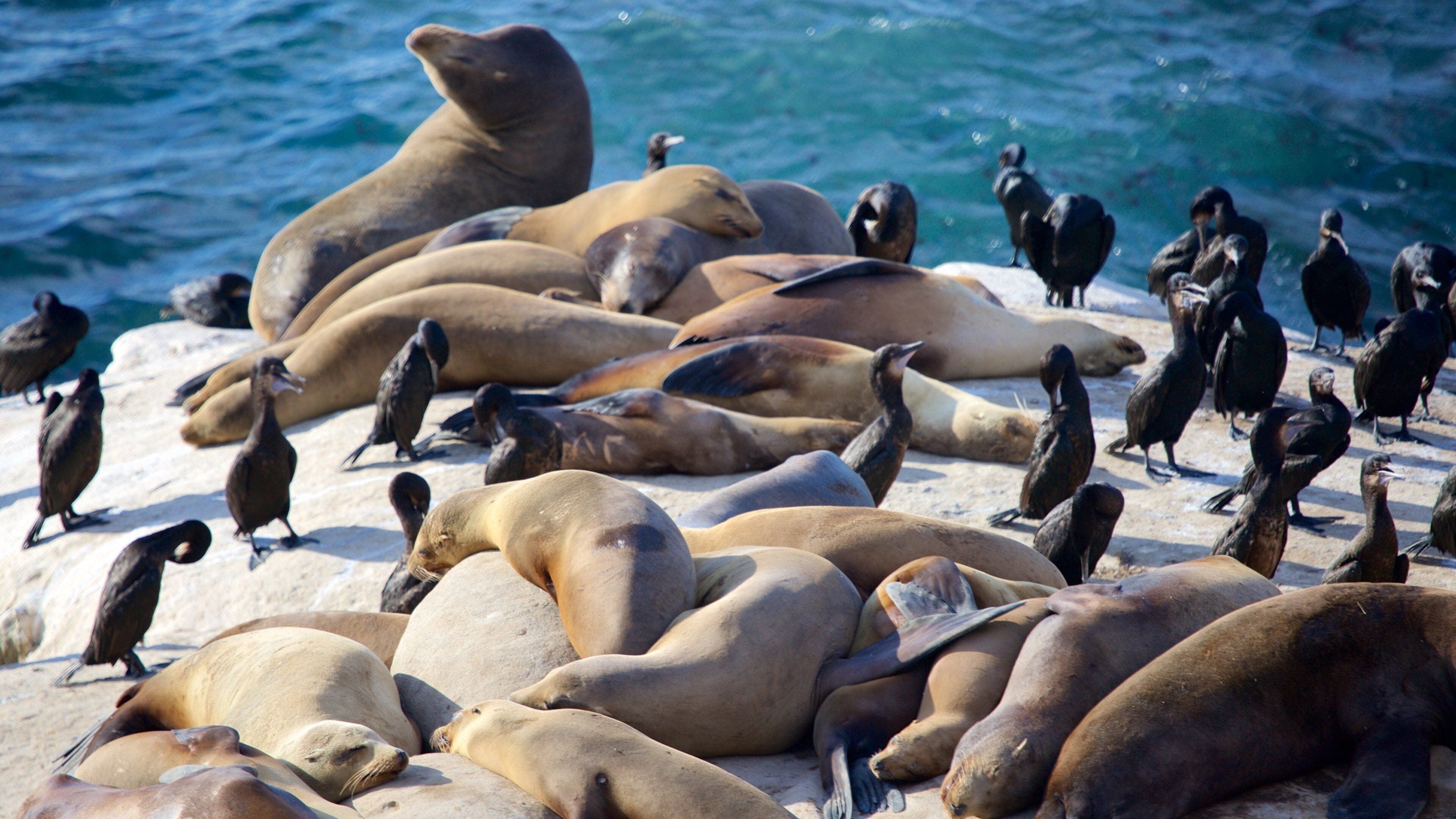 A group of seals resting on a rocky shore with the ocean in the background.