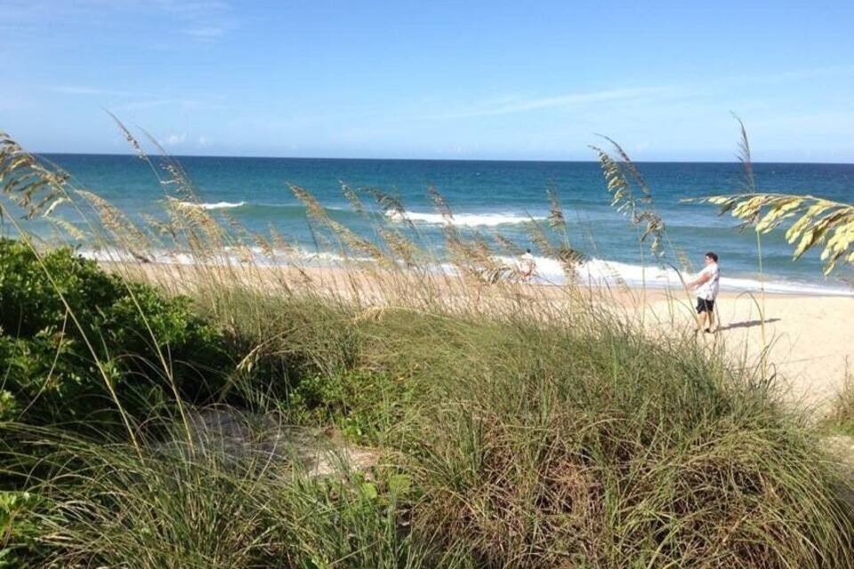 A beach with tall grasses in the foreground and a person walking on the sand.
