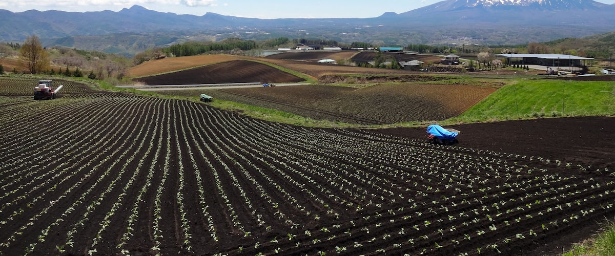 A vast agricultural field with rows of young plants, a tractor, and a blue vehicle. In the background, there are buildings and a snow-capped mountain.