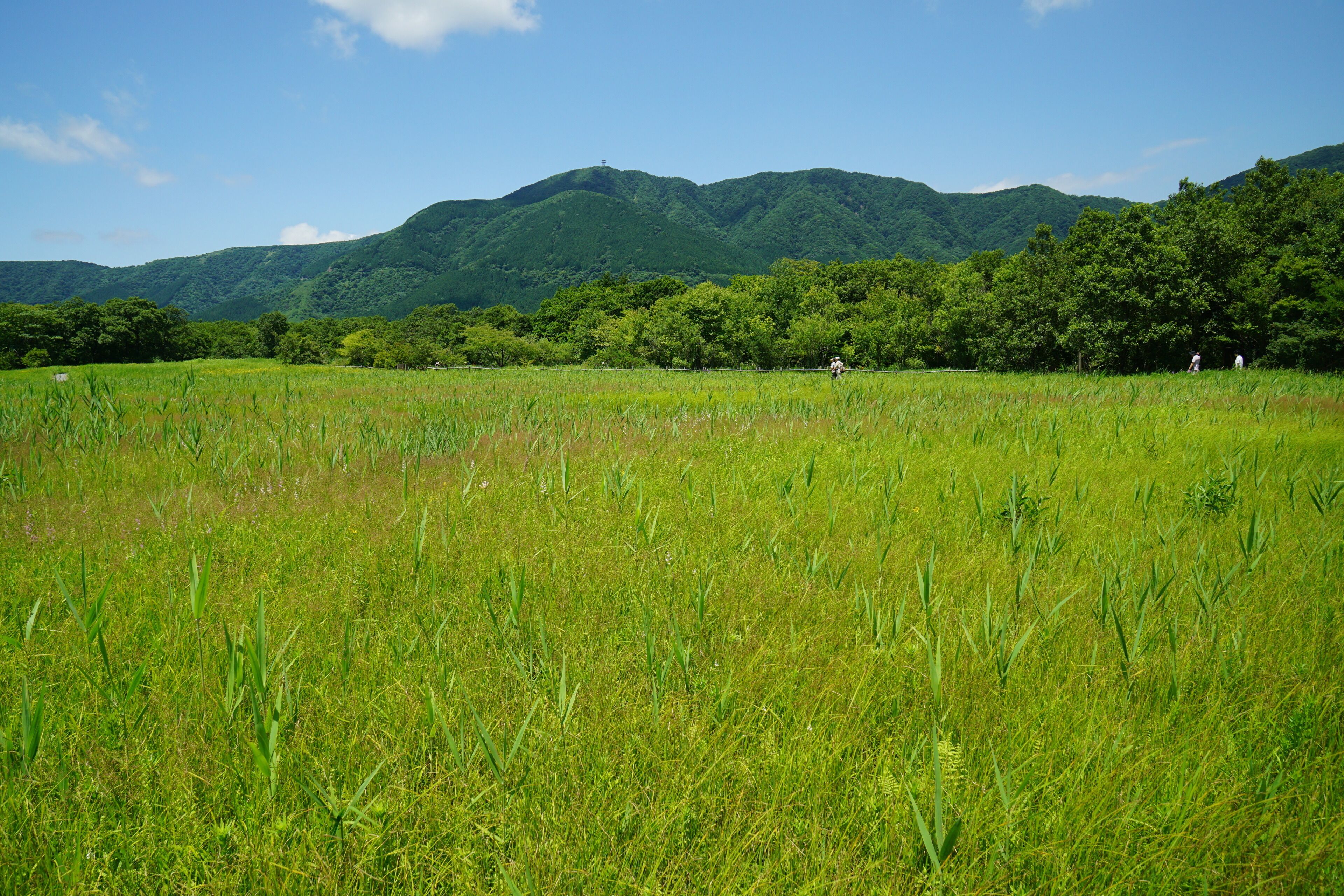 This is a complete original image ( no retouch, and no re-compression ).