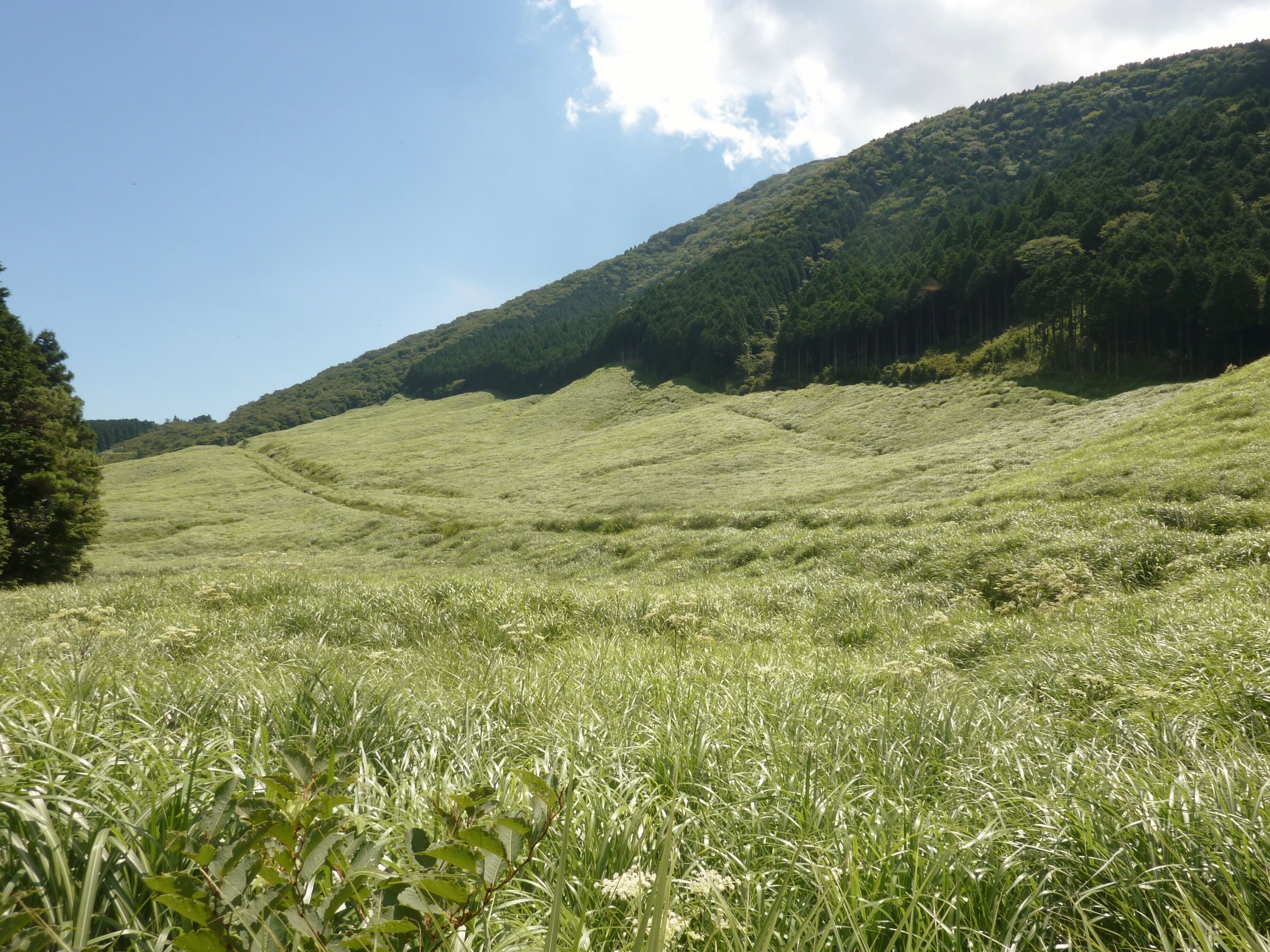仙石原のすすき草原（神奈川県箱根町）