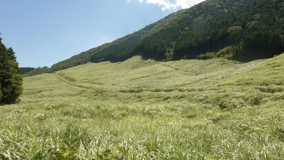 仙石原のすすき草原(神奈川県箱根町)