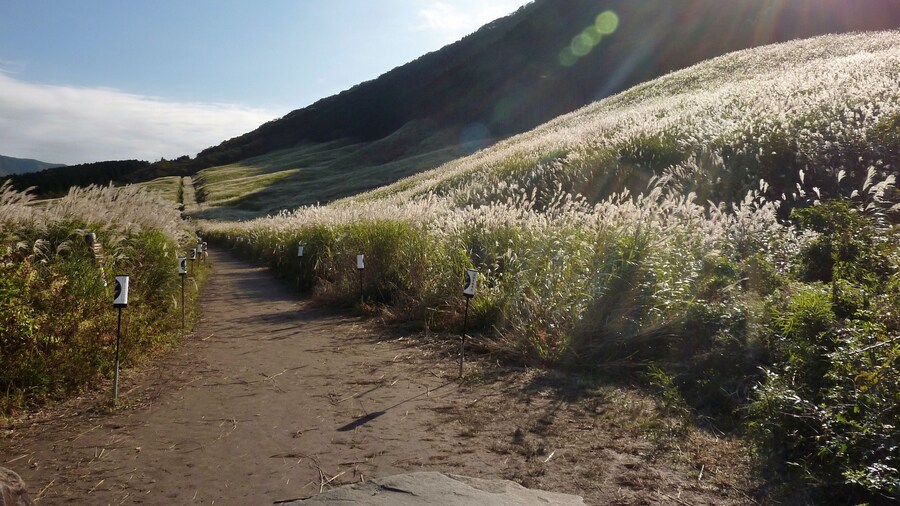 仙石原のすすき草原(神奈川県箱根町)