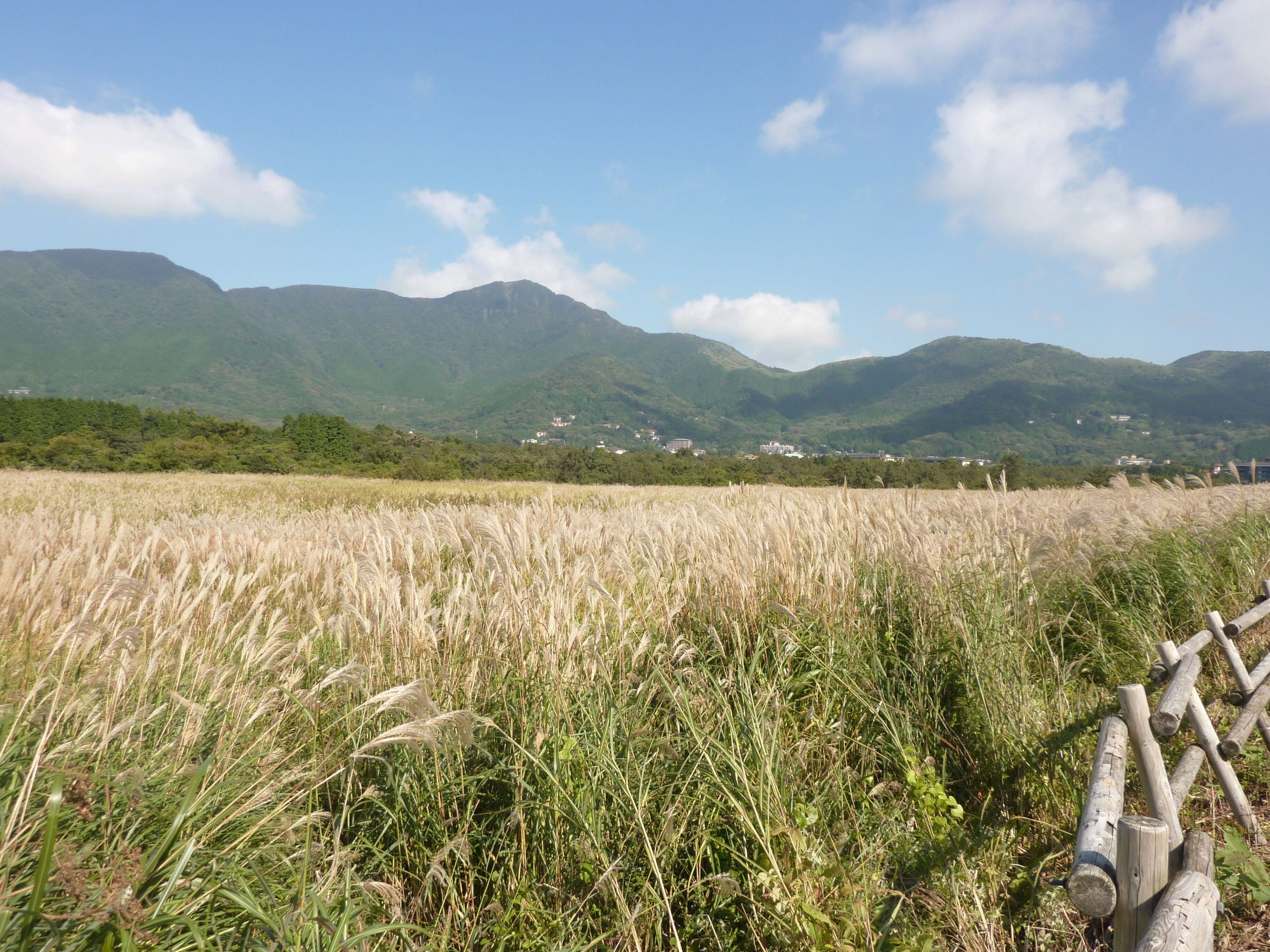 箱根仙石原湿原植物群落（神奈川県箱根町）