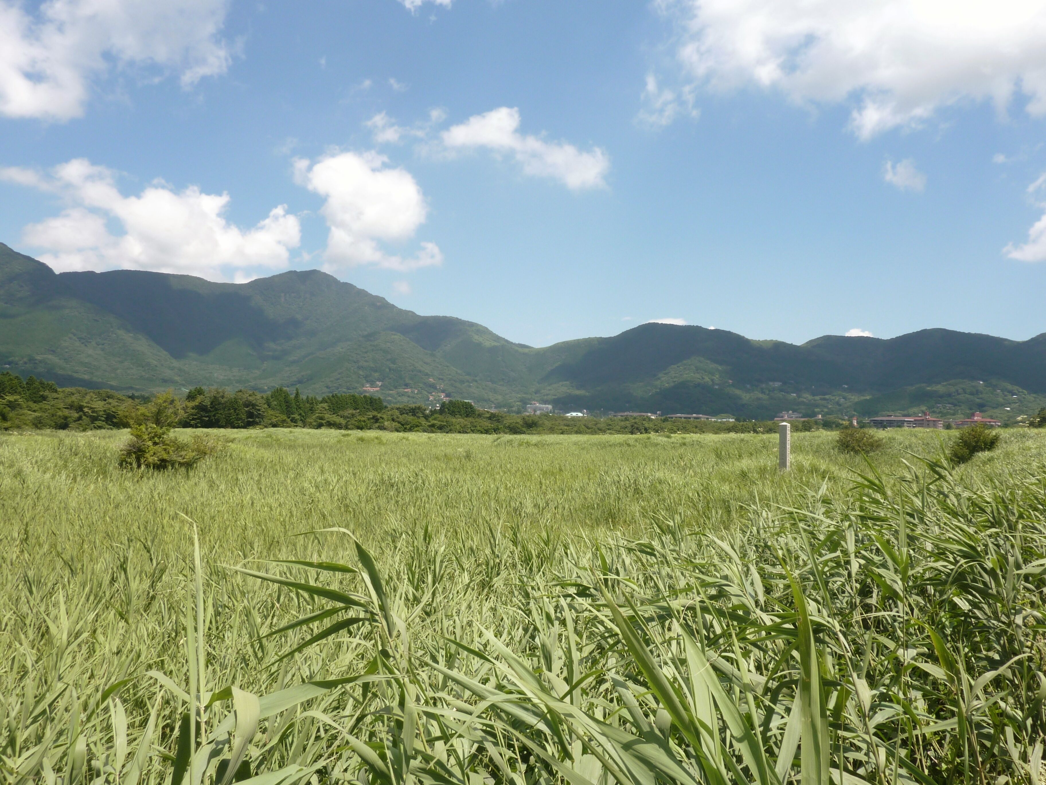 A field of tall grass with mountains in the background.