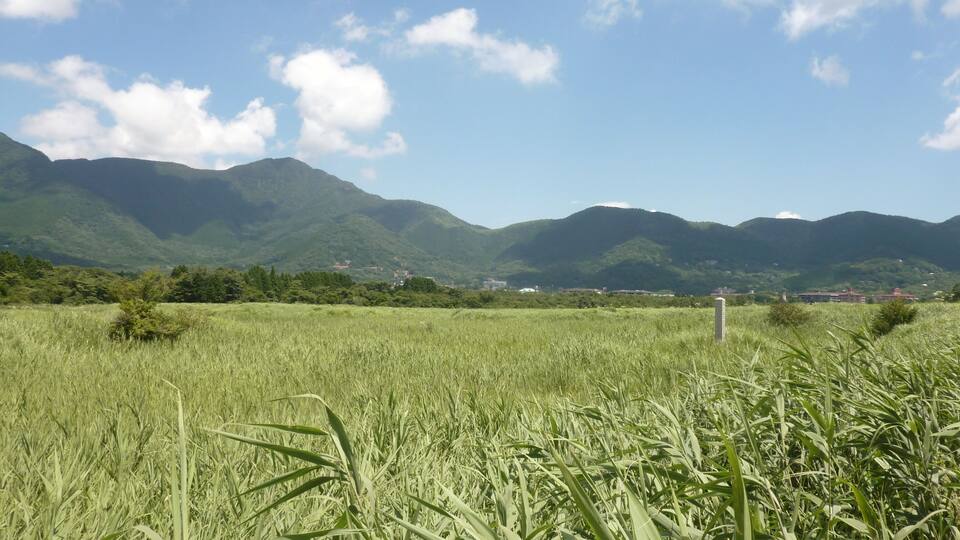 A field of tall grass with mountains in the background.