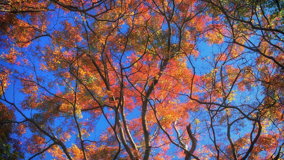 autumn sky