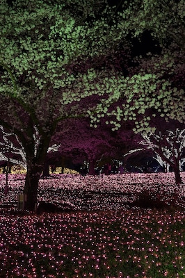 Cherry blossoms and illuminations at night. Lake Sagami, Kanagawa Prefecture, Japan.