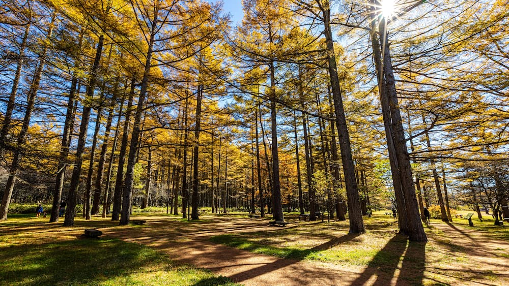 Une forêt avec de grands arbres et un ciel dégagé.