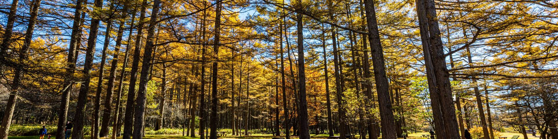 Autumn leaves at Senjogahara in Oku-Nikko (Tochigi Prefecture)
