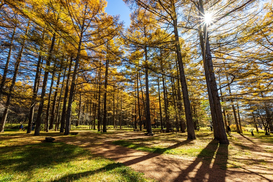 Autumn leaves at Senjogahara in Oku-Nikko (Tochigi Prefecture)