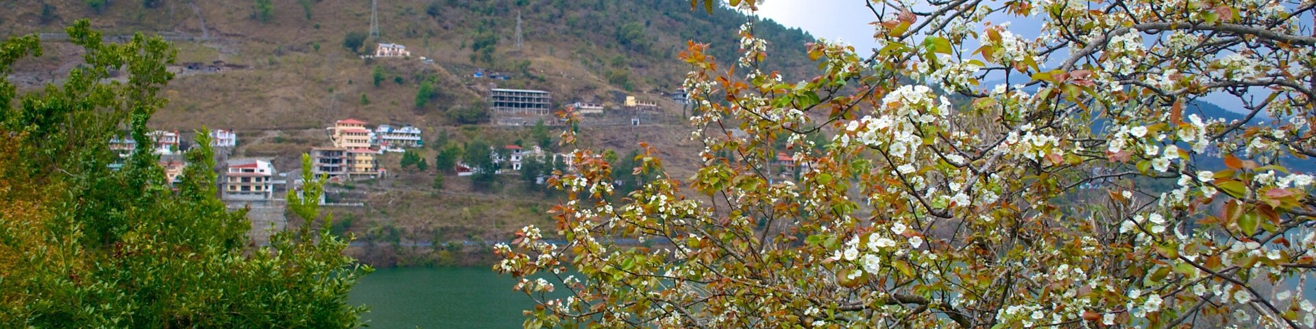 Bhimtal showing flowers, general coastal views and landscape views