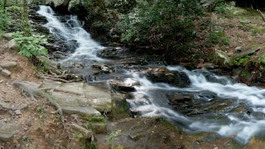 A small stream flows through the woods of Talladega National Forest in Alabama, USA