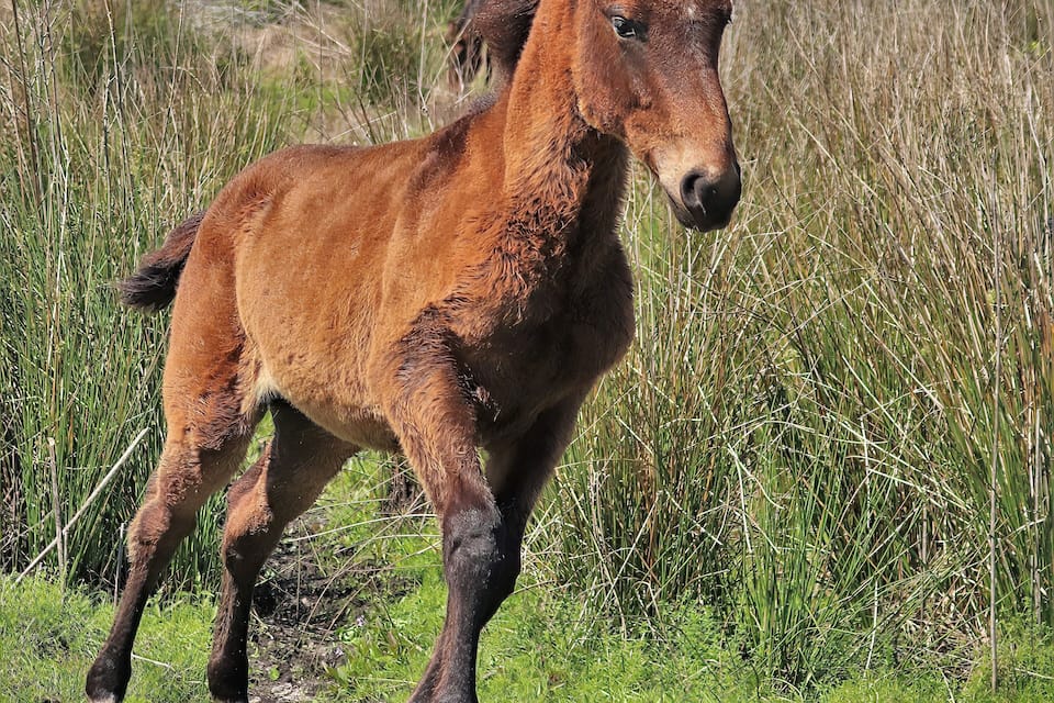 A brown horse in a grassy field with tall grass and trees in the background.
