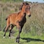 Wild Horse Foal Playing Running Paynes Prairie Micanopy FL