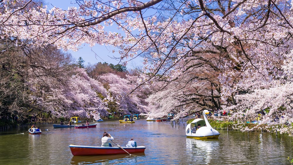 A river with boats, cherry blossoms, and a swan-shaped boat.