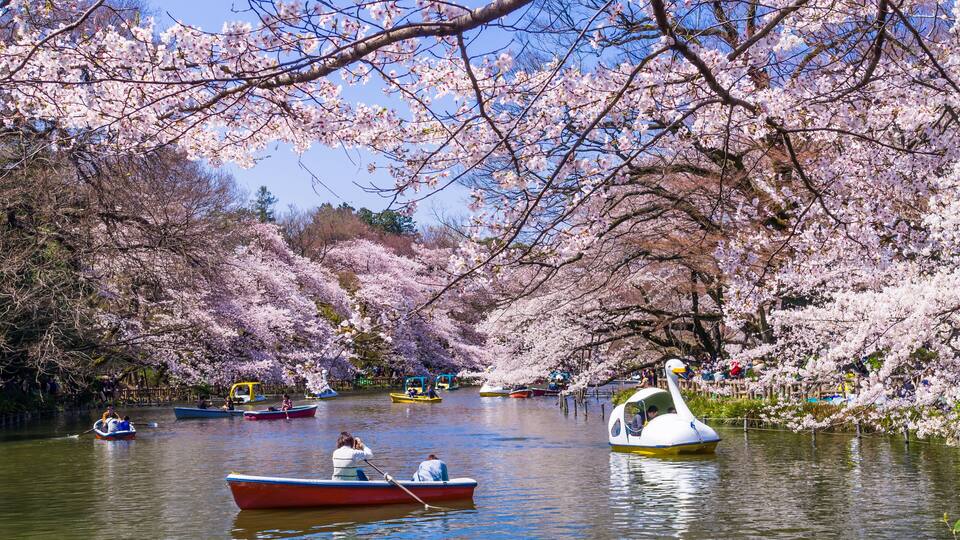 A river with boats, cherry blossoms, and a swan-shaped boat.