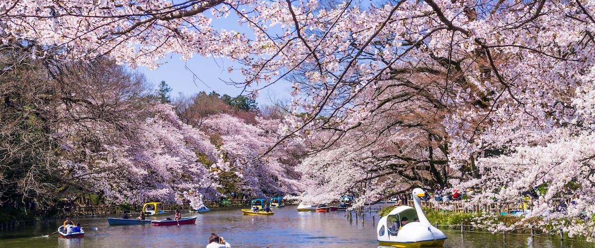 A river with boats, cherry blossoms, and a swan-shaped boat.