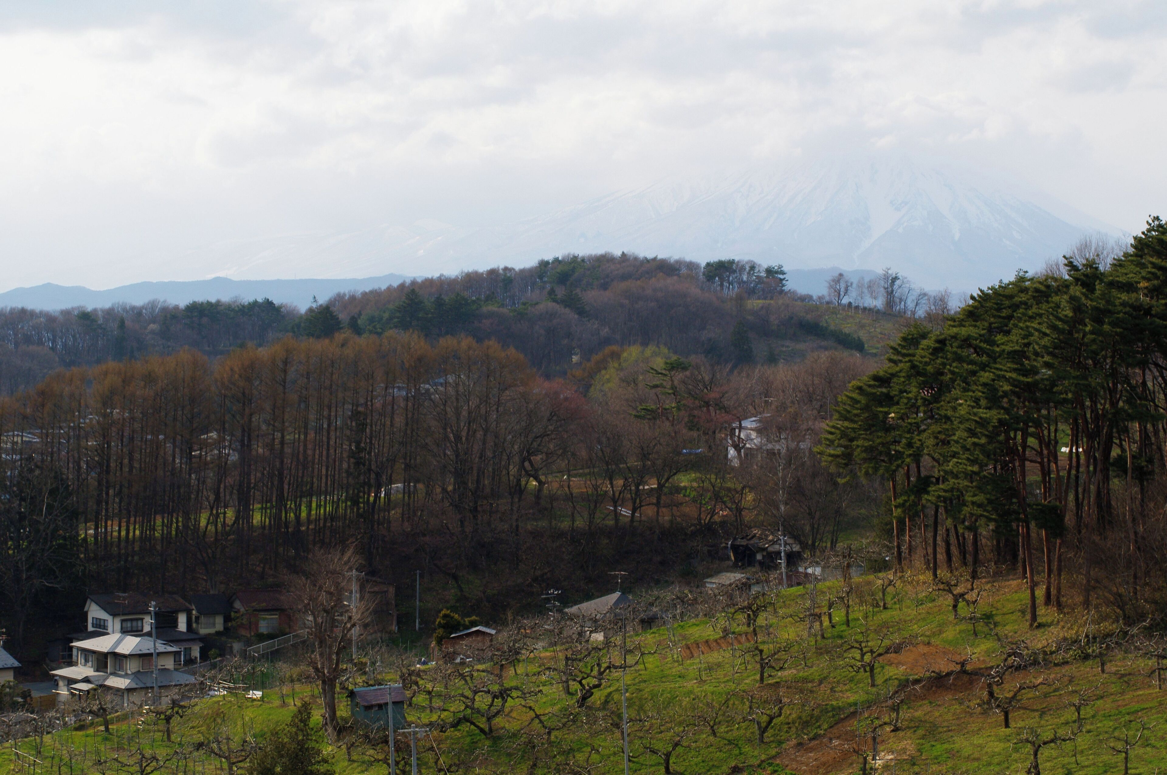 林檎と唐松と岩手山 Mt. Iwate with Apple & Pine Forest