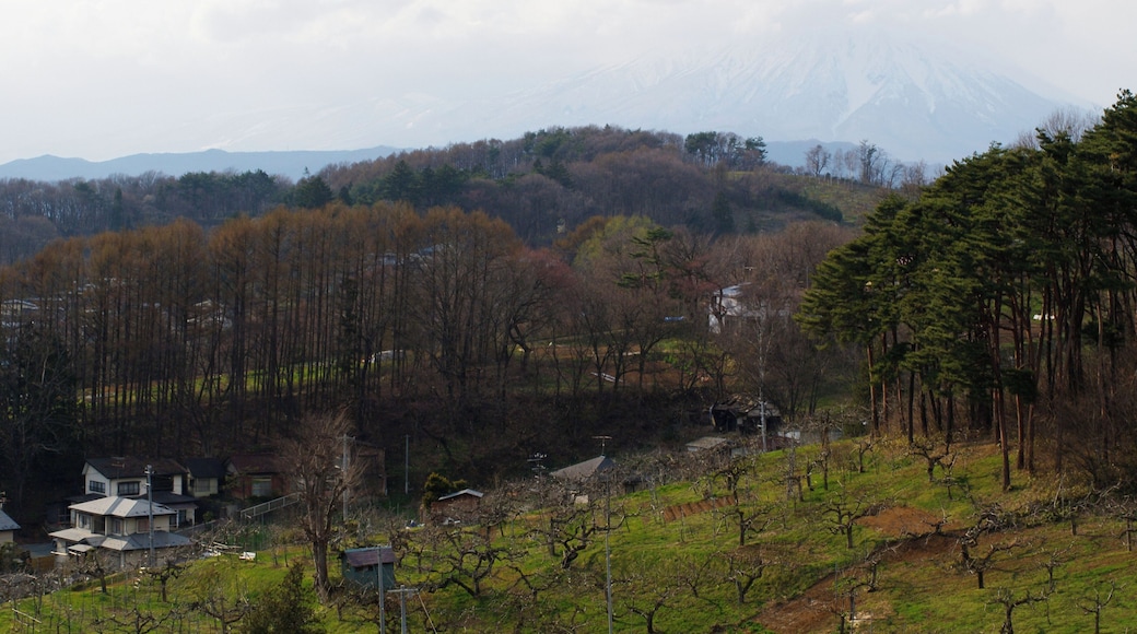 林檎と唐松と岩手山 Mt. Iwate with Apple & Pine Forest