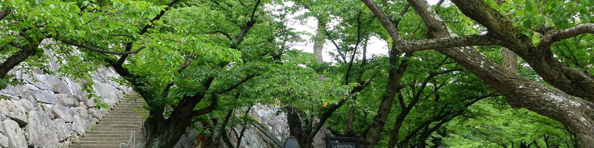 A stone staircase leading up to a stone wall, surrounded by lush green trees.