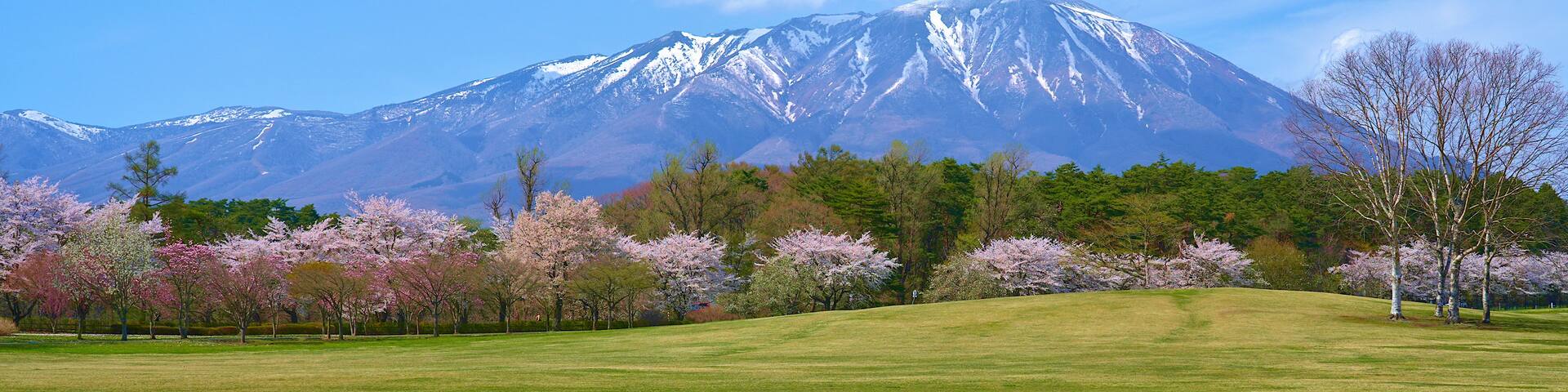 A snow-capped mountain, cherry blossom trees, and a grassy field.
