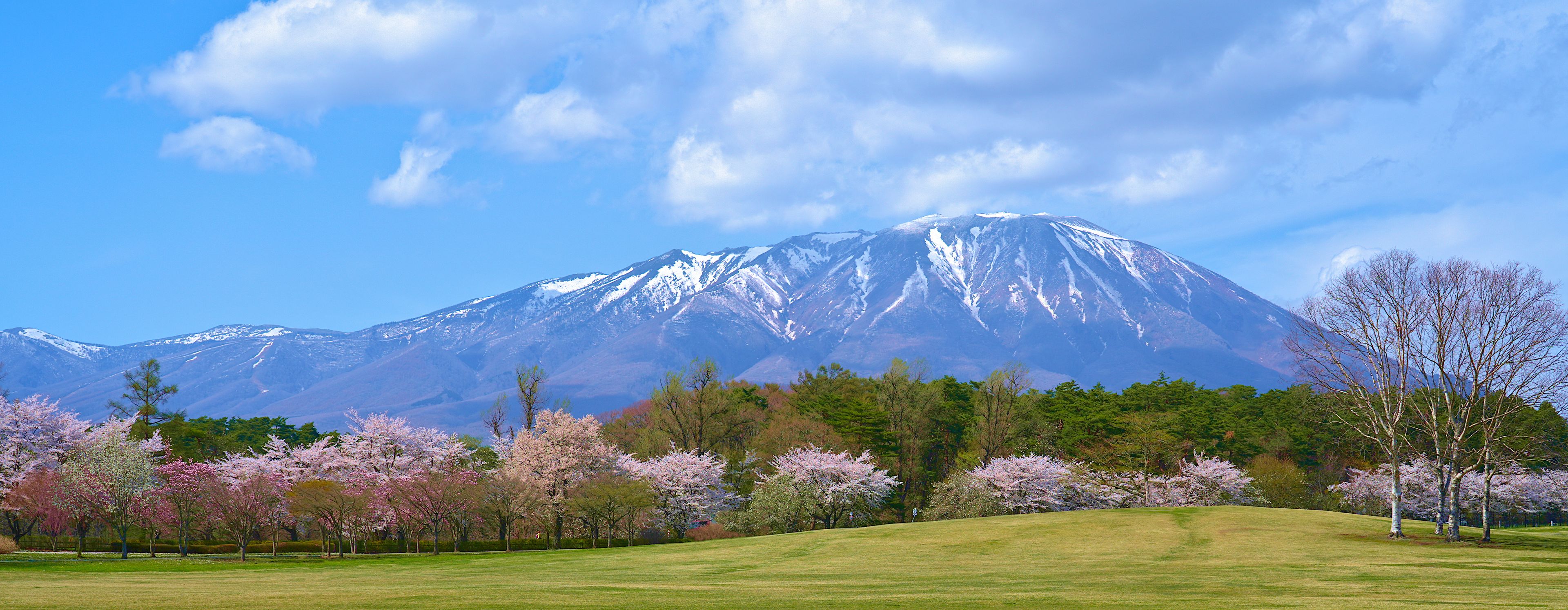 A snow-capped mountain, cherry blossom trees, and a grassy field.