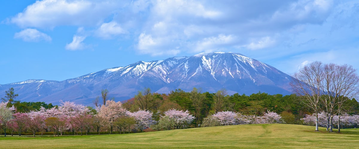 A snow-capped mountain, cherry blossom trees, and a grassy field.