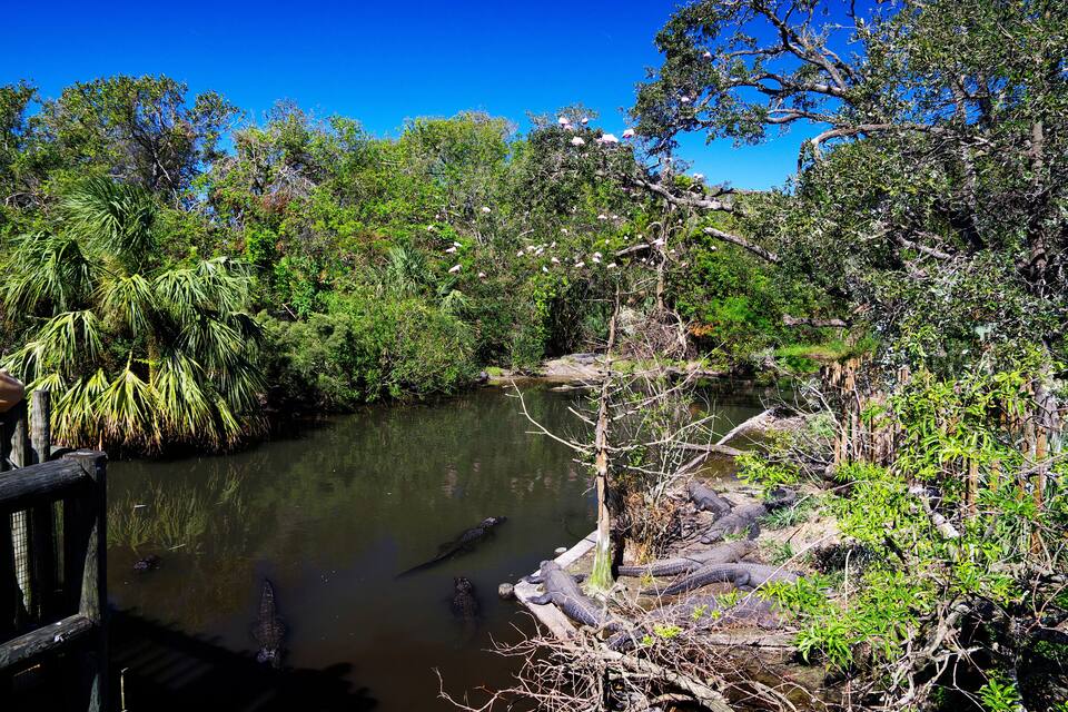 A river with crocodiles, surrounded by dense greenery and trees.