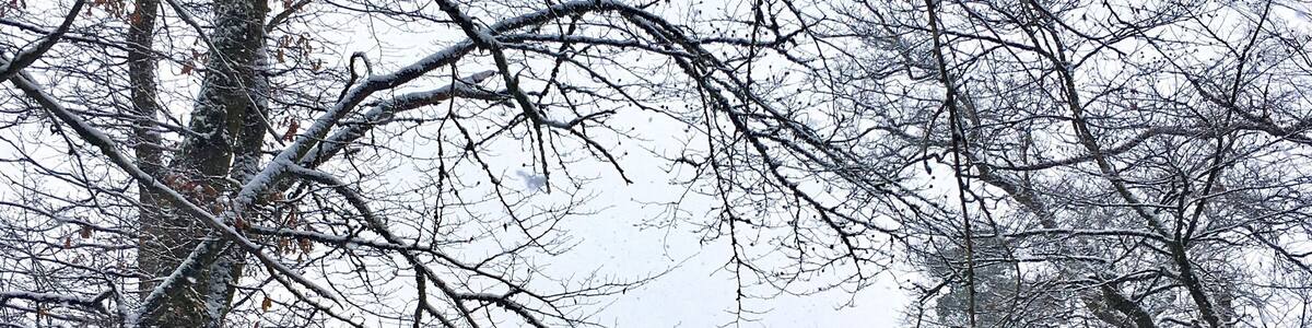Our wooden cabin where we stay this week is situated along a beautiful hiking trail in the middle of a forest in the Belgian Ardennes. #winterwonderland #cabin #outdoors #SnowTroving