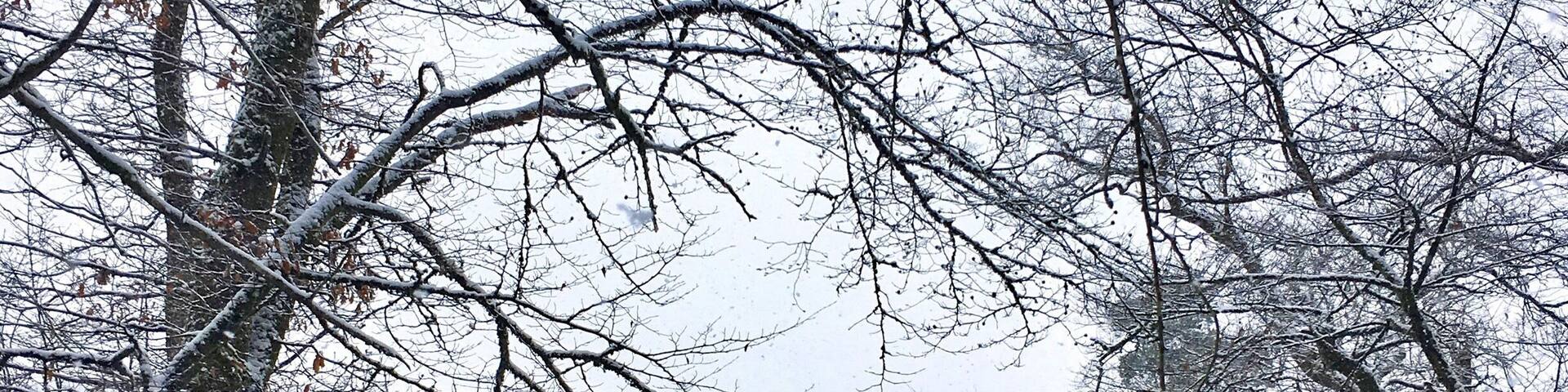 Our wooden cabin where we stay this week is situated along a beautiful hiking trail in the middle of a forest in the Belgian Ardennes. #winterwonderland #cabin #outdoors #SnowTroving