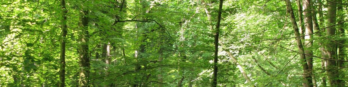 Ein bewaldetes Gebiet mit einem ruhigen Fluss, dichtem Grün und einem umgestürzten Baum im Vordergrund.