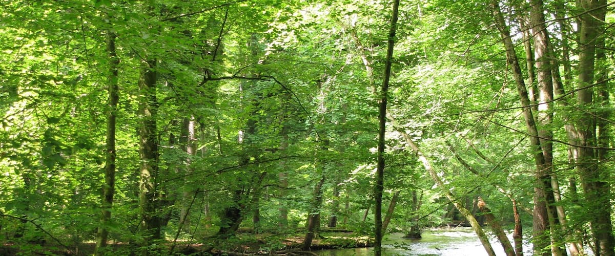 Un área boscosa con un río tranquilo, abundante vegetación y un árbol caído en primer plano.