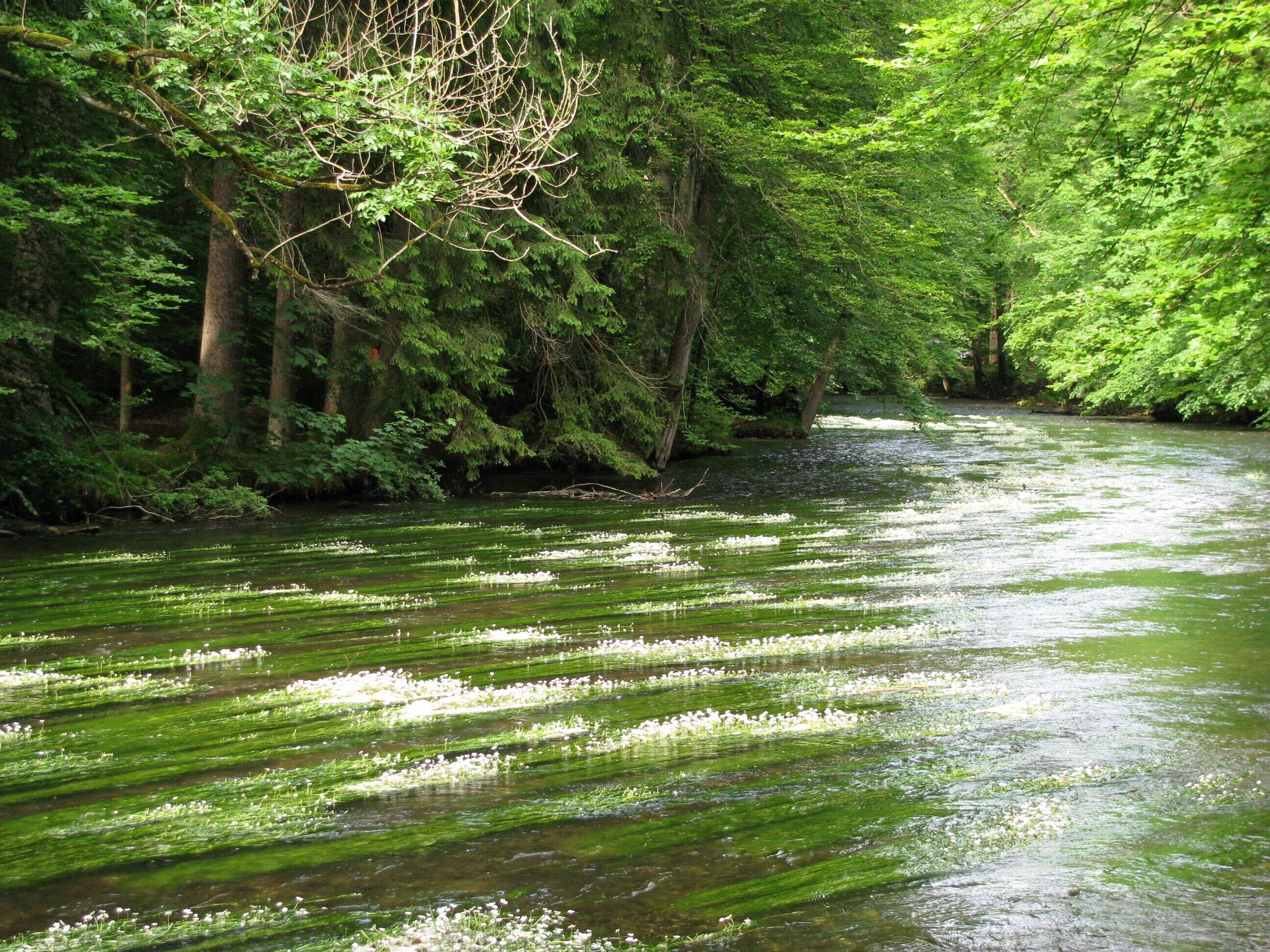 Würm im Mühltal mit blühendem Wasserhahnenfuß.